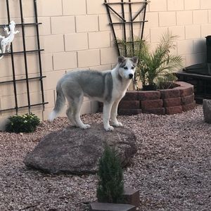 Meet your Posher, Lizet